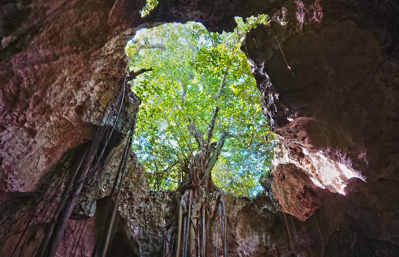 Collapsed Roof of The Cathedral Cave on Bahama Island of Eleuthera and Adaptive Vegetation