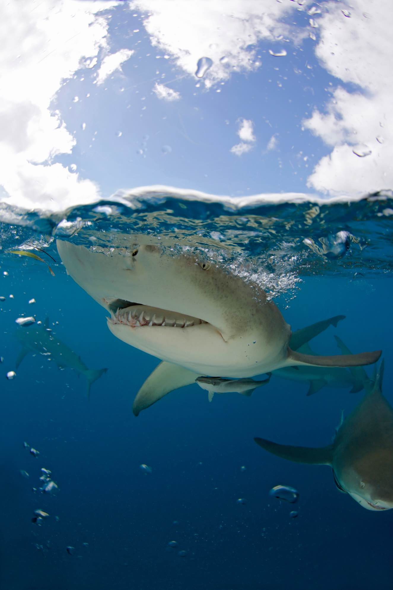 bimini AndamanSE